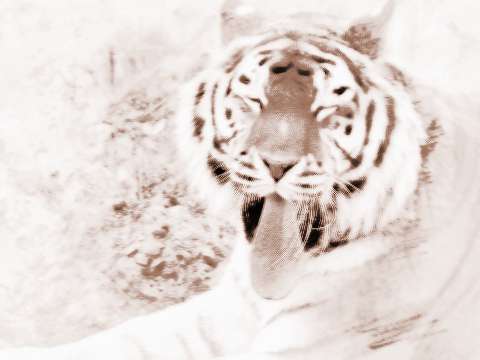梦见老虎的舌头　周公解梦之梦到老虎的舌头
 是什么征兆？